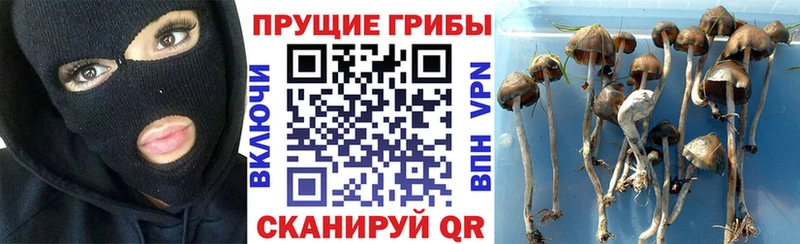 Псилоцибиновые грибы мухоморы  сколько стоит  kraken онион  Мценск 